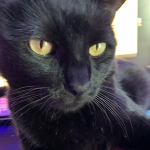 Meet your Posher, Chloe